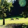 SkiWelt Wilder Kaiser-Brixental  - Mühltalhof, Bauernhof