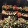 SkiWelt Wilder Kaiser-Brixental  - Appartement Alpin - Albert Edinger