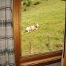 Schladming-Dachstein - Haus Arnold