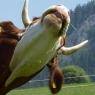 Schladming-Dachstein - Sonnenhof - Familie Seebacher