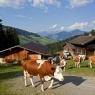 SkiWelt Wilder Kaiser-Brixental  - Fuchsbauer - Appartement Misslinger