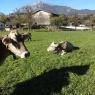 Schladming-Dachstein - Pension 