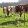 SkiWelt Wilder Kaiser-Brixental  - Biobauernhof Harasshof