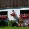Schladming-Dachstein - Ferienhaus Eckhart
