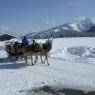 SkiWelt Wilder Kaiser-Brixental  - Biobauernhof Harasshof