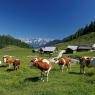 Schladming-Dachstein - Appartement Helga