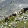 Saas Fee - Ferienhaus Alea