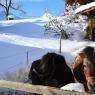 SkiWelt Wilder Kaiser-Brixental  - Biobauernhof Schuster