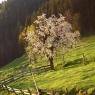 Schladming-Dachstein - Appartement Greti