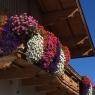 SkiWelt Wilder Kaiser-Brixental  - Appartement Widauer