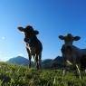 Schladming-Dachstein - APARTMENTS FRECHHOF - Familie Royer