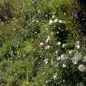 SkiWelt Wilder Kaiser-Brixental  - Pension Aloisia