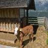 Schladming-Dachstein - Hotel Breilerhof