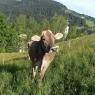 SkiWelt Wilder Kaiser-Brixental  - Biobauernhof Enting