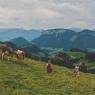 SkiWelt Wilder Kaiser-Brixental  - Au Pension