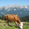 SkiWelt Wilder Kaiser-Brixental  - Salina, Haus