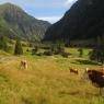 Schladming-Dachstein - Höflechner, Potzalm