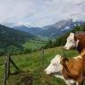 Schladming-Dachstein - Haus Arnold