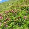 Schladming-Dachstein - Haus Lerchegger