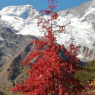 Saas Fee - Aster