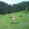 Schladming-Dachstein - Hinterhabneralm