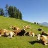 Schladming-Dachstein - Kirchenbichlerhof