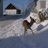 Schladming-Dachstein - Fuchshof