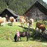 Schladming-Dachstein - Höflechner, Potzalm