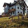 Schladming-Dachstein - Ferienwohnung Menthof