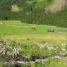 Schladming-Dachstein - Höflechner, Potzalm