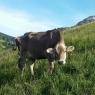SkiWelt Wilder Kaiser-Brixental  - Biobauernhof Enting