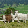 Schladming-Dachstein - Klausnerhof