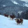 SkiWelt Wilder Kaiser-Brixental  - Bauernhof Obholzhof - Peter u. Maria Feger