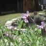 Schladming-Dachstein - Pension Steiermark