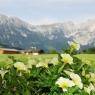 SkiWelt Wilder Kaiser-Brixental  - Dorf 22 Ferienwohnung und Zimmer