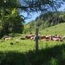 Schladming-Dachstein - Zauneralm