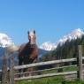 Schladming-Dachstein - Fresold
