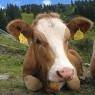Schladming-Dachstein - Zick, Bauernhof