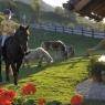 Schladming-Dachstein - Pension Bruckreiterhof