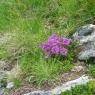 Schladming-Dachstein - Haus Lerchegger