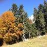 SkiWelt Wilder Kaiser-Brixental  - Appartements Told