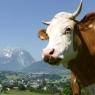 Schladming-Dachstein - Sonnenhof - Familie Seebacher