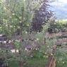 Schladming-Dachstein - Appartement Gaby