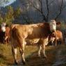 SkiWelt Wilder Kaiser-Brixental  - Pension Maier