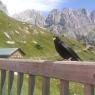 SkiWelt Wilder Kaiser-Brixental  - Appartement Claudia