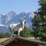 Schladming-Dachstein - Stammerhof