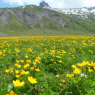 Adelboden - Sunnegruess