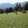 Schladming-Dachstein - Steinwenderhof