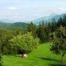 SkiWelt Wilder Kaiser-Brixental  - Bauernhof Obholzhof - Peter u. Maria Feger