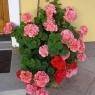 Schladming-Dachstein - Pension 
